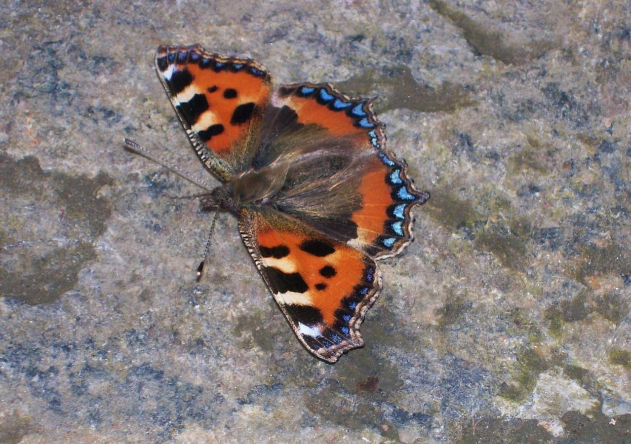 Clifden Wildflower Cottage - Clifden Countryside Lettings מראה חיצוני תמונה