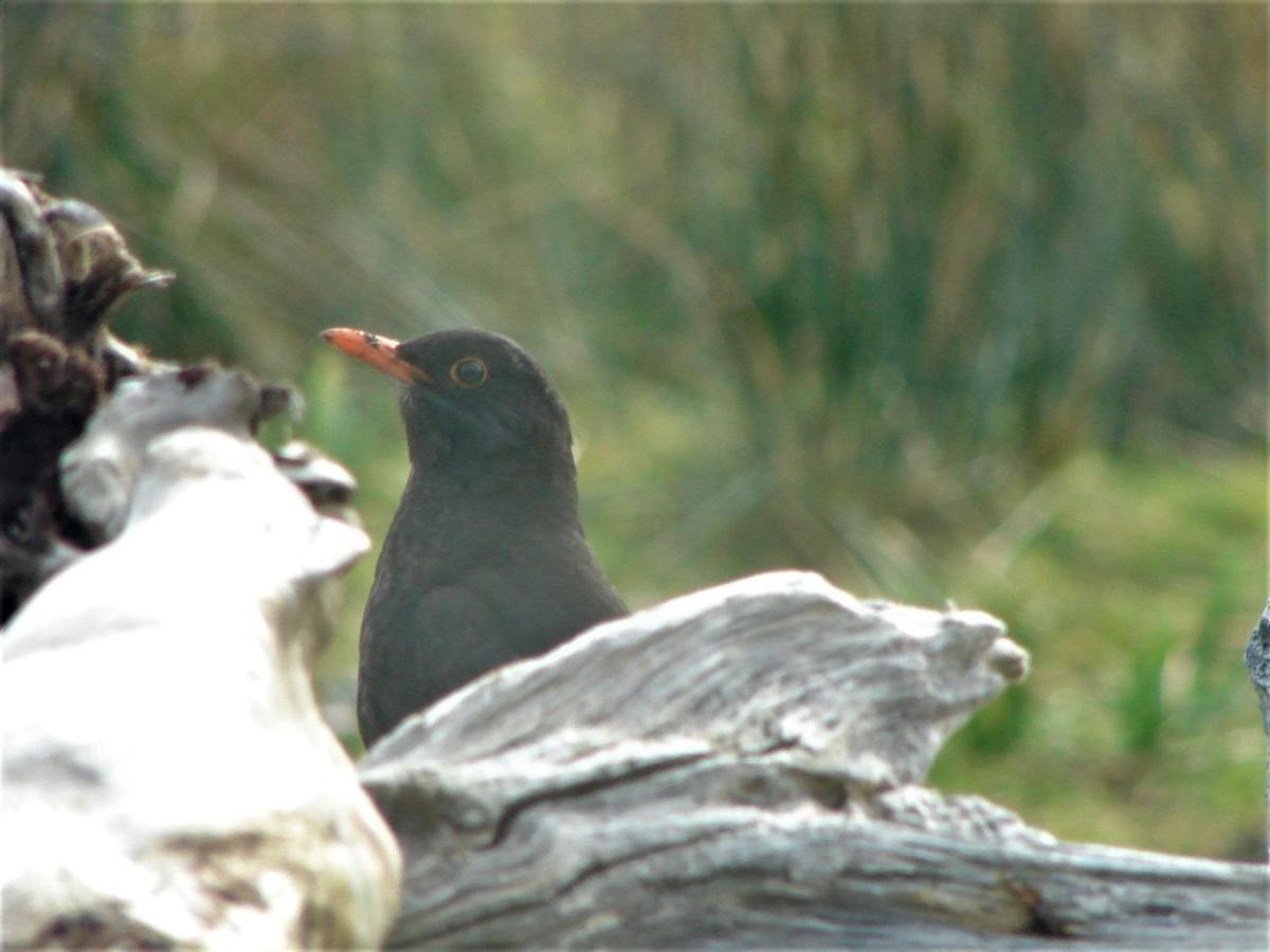 Clifden Wildflower Cottage - Clifden Countryside Lettings מראה חיצוני תמונה