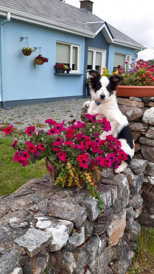 Clifden Wildflower Cottage - Clifden Countryside Lettings מראה חיצוני תמונה