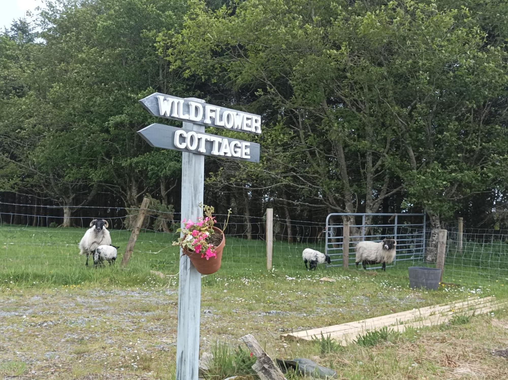 Clifden Wildflower Cottage - Clifden Countryside Lettings מראה חיצוני תמונה